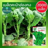 [2000+เมล็ด] เมล็ดคะน้าฮ่องกง คะน้าฮ่องกง เมล็ดพันธุ์ เมล็ดพันธุ์คะน้า คะน้ายักษ์ฮ่องกง Chinese broccoli Seeds นำเข้าจาก