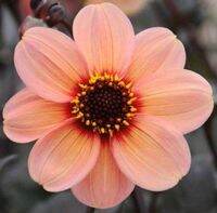 1 หัว/ออเดอร์ รักเร่ Dahlia Bulb สายพันธุ์ Single dahlia หัวรักเร่ ดอกไม้ หัวหน่อ เหง้า นำเข้า เนเธอร์แลน หัวสดใหม่