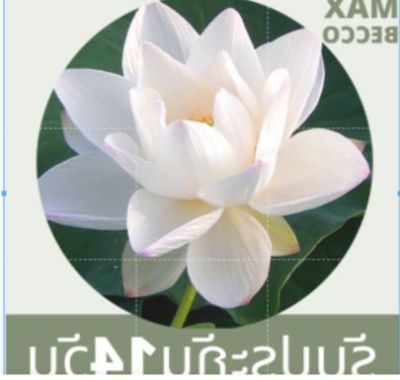 5 เมล็ดบัว ดอกสีขาว ดอกเล็ก พันธุ์แคระ จิ๋ว ของแท้ 100% เมล็ดพันธุ์บัวดอกบัว ปลูกบัว เม็ดบัว สวนบัว บัวอ่าง Lotus.