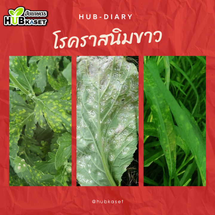 สกอร์-250ซีซี-ไดฟีโนโคลนาโซล-ป้องกันกำจัดโรคพืชราสนิมขาว