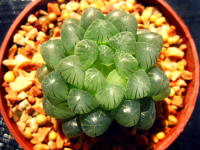 (New!!!) ฮาโวเทีย หยดน้ำ Succulent Haworthia พันธุ์ไม้อวบน้ำ เลี้ยงง่าย สดชื่น น่ารักๆ ตั้งโต๊ะทำงาน Office/Home/Garden ไซต์ต้น Size1.5-6.8cm. 1ต้น/PCs