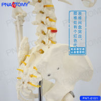 Spot parcel post Simulation Whole Body Human Skeleton Model 175cm Skeleton Spine Skeleton Detachable Teaching Yoga