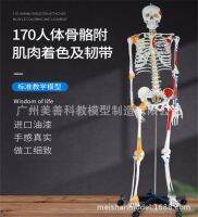 170 cm body skeletal muscles attached coloring ligament model body skeleton adult small white skeleton teaching spine