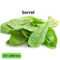 Sorrel 100 เมล็ด/ซอง