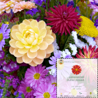 เมล็ดพันธุ์ดอกไม้ รวมสี แอสเตอร์ Aster Flower seeds mixed