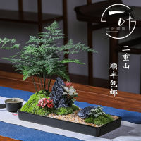 Erzhong Mountain Asparagus Fern ZEN Micro Landscape Dry Landscape New Chinese Japanese Decorative Ornaments Tea Table Office Small Bonsai