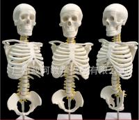 45cm Humans Skeleton Model Adult Lumbar Bend Spine Model with Spinal Disc Pelvis Model Used for Massage