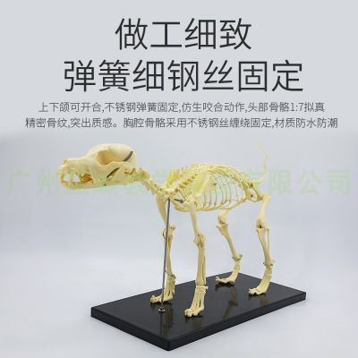 Orthopaedics instrument dog skeleton model of pet animals dogs and cats dogs teaching skeleton bone bone model