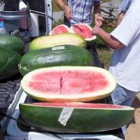 เมล็ดพันธุ์ แตงโมคองโก้ (Congo Watermelon Seed) บรรจุ 20 เมล็ด คุณภาพดี ราคาถูก ของแท้ 100%