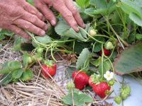 เมล็ดพันธุ์ Garden Seeds Strawberry สายพันธุ์ Turfs 50 เมล็ด เมล็ดพันธุ์ Garden Seedsนำเข้าจาก ยุโรป