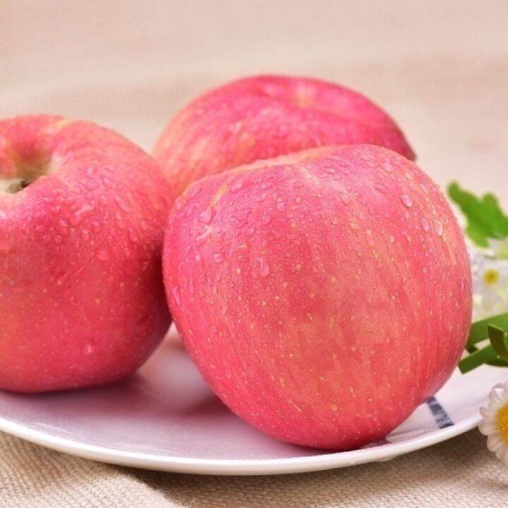 Bonsai Apple Tree Seeds Home Yard Living Fruit Plant Garden Friut seeds