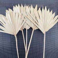 Avatar2PCS12~18CM*25~30CM Palmblad Dried Natural Flowers Palm Leaves,Dry Palm Fan,Wedding Party Art Wall Hanging Decoration ！