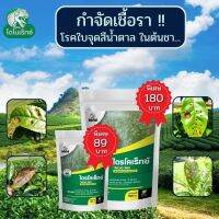 กำจัดเชื้อรา สาเหตุของโรคใบจุดสีน้ำตาล ใน ต้นชา ไตรโคเดอร์มา ไตรโคเร็กซ์ ปลอดภัยต่อคนและสัตว์เลี้ยง