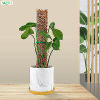 ไม้ Monstera ต้นมอสช่วยปลูกต้นมอส Grow ขึ้นสำหรับพืชในร่มและกลางแจ้ง