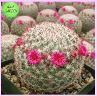 Mammillaria rhodantha เมล็ดแมมแม่เฒ่า ผสมนกฮูกดอกชมพู 20 เมล็ด