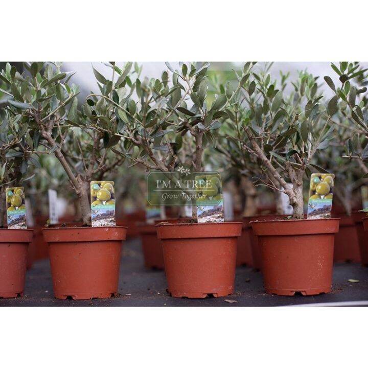 CHAUEN - MOSS OLIVE