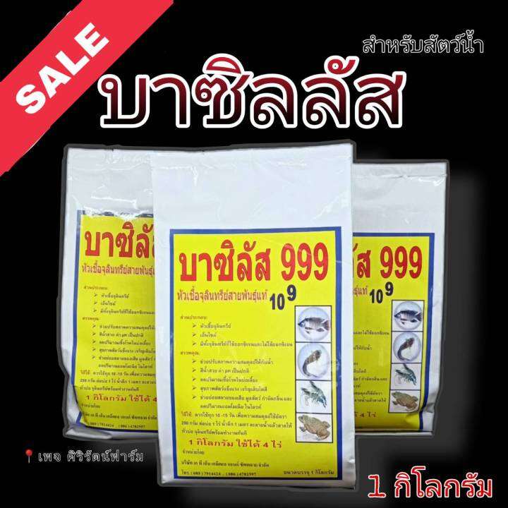 บาซิลัส-999-หัวเชื้อจุลินทรีย์สายพันธุ์แท้-1-กิโลกรัม-สำหรับสัตว์น้ำ-ปลา-กบ-กุ้ง