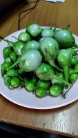 มะเขือเปราะ ผักสดจากสวน    (Thai eggplant)  1 กก69 บาท