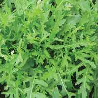 Wild Rocket (Diplotaxis tenuifolia) (300-500 seeds) ไวด์ ล็อคเก็ต (300-500 เมล็ด)