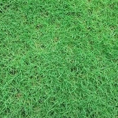 ขายส่ง 100 กรัมหรือ 1 ขีด เมล็ดหญ้าเบอร์มิวด้า Bermuda Grass หญ้าแพรก  หญ้าปูสนาม สนามหญ้า พืชตระกูลหญ้า เมล็ดพันธ์หญ้า ปูสนาม สนามหญ้าและสวน