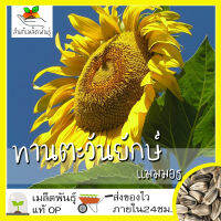 เมล็ดพันธุ์ ทานตะวัน แมมมอธ 20 เมล็ด Mammoth Grey Stripe Sunflower Seed เมล็ดพันธุ์แท้100%นำเข้าจากต่างประเทศ ปลูกผักสวน