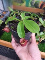 New หม้อข้าวหม้อแกงลิง พันธุ์ไวกิ้งแอมแดง (Nepenthes viking x N. ampullaria) หม้อแดงๆ น่ารักๆ ปีกสวยๆ กระถาง 4 นิ้ว