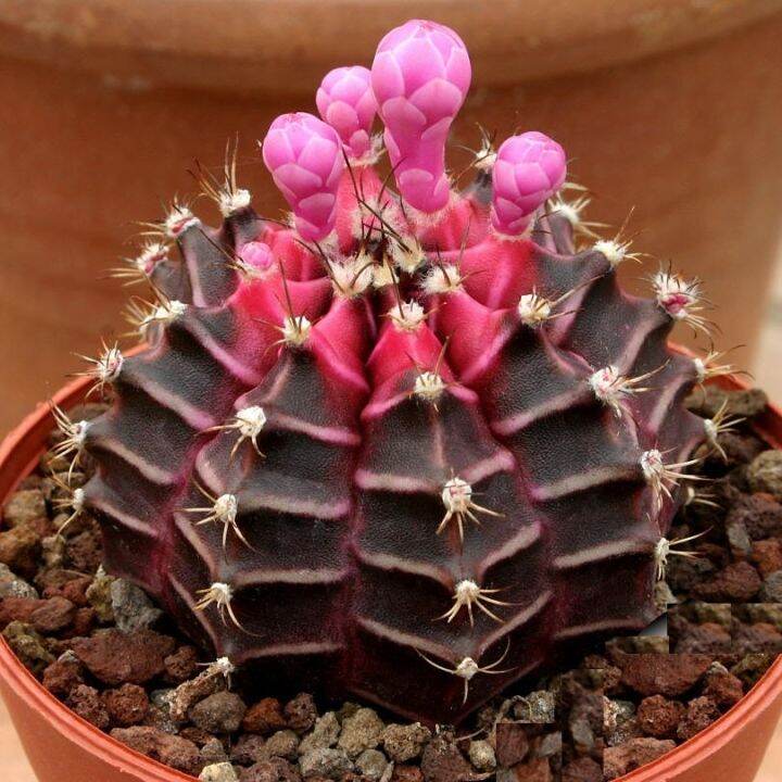 plants-center-พร้อมส่ง-zimd-กระบองเพชร-แคคตัส-cactus-gymnocalycium-mihanovichii-f-rubra-purple-6-7cm-grafting-ไม้ตัดกราฟ