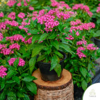 Treeno.9 T352 เข็มอินเดีย (Pentas) สีบานเย็น / กระถาง 8 นิ้ว / สูง 30-40 ซม. / ไม้ประดับ ไม้ดอก ไม้มงคล (ต้นไม้)