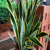 KcG. -Sansevieria trifasciata Laurentii - Variegated Snake Plant  ต้นลิ้นมังกรขอบทอง ด่างขาวสวยๆ rhizome, bare root, 2 plants, 40-60cm. เหง้ารากเปล่า 2 ต้น 40-60ซม. Sansevieria filter airborne toxins.กรองสา