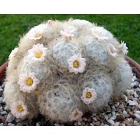 เมล็ดพันธุ์ แมม ขนนกขาว mammillaria plumosa 10 เมล็ด แคคตัส cactus กระบองเพชร