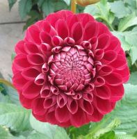 1 หัว/ชุด รักเร่ Dahlia Bulb สายพันธุ์ Red Ball หัวรักเร่ ดอกไม้ หัวหน่อ เหง้า นำเข้า เนเธอร์แลน หัวสดใหม่