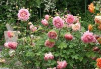 30 เมล็ด เมล็ดพันธุ์ Garden กุหลาบ พันธุ์ Jubilee Celebration Rose seed ดอกใหญ่ นำเข้าจากต่างประเทศ พร้อมคู่มือ