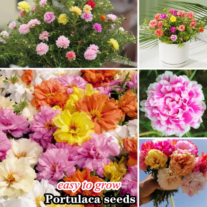 [Big Discounts] 1000 Pcs/bag Portulaca Mixed Flower Seeds Philodendron