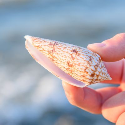 （READYSTOCK ）🚀 Natural Big Sea Conch Shell Length Cone Shell Starfish Specimen Collection Fish Tank Scenery Decoration Home Lucky Ornaments YY