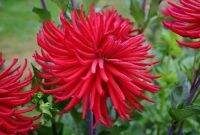 1 หัว/ออเดอร์ รักเร่ Dahlia Bulb สายพันธุ์ Hollyhill Red Spider หัวรักเร่ ดอกไม้ หัวหน่อ เหง้า นำเข้า เนเธอร์แลน หัวสดใหม่