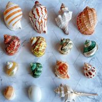 【STOCK】 Conch Shell Fish Tank Landscaping Hermit Crab Rolled Shellfish Replacement Aquarium Decoration Ornaments Travel Souvenir Gift