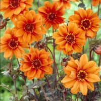 1 หัว/ออเดอร์ รักเร่ Dahlia Bulb สายพันธุ์ Bishop of oxford หัวรักเร่ ดอกไม้ หัวหน่อ เหง้า นำเข้า เนเธอร์แลน หัวสดใหม่