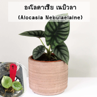 Alocasia Nebula (อโลคาเซียเนบิวล่า) ไม้เพาะเลี้ยงเนื้อเยื่ออนุบาลแล้ว