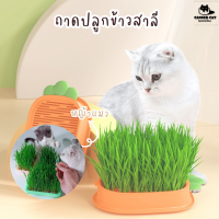 พร้อมส่งที่ไทย ถาดปลูกข้าวสาลี ข้าวสาลีแมว หญ้าแมว ถาดปลูกข้าว