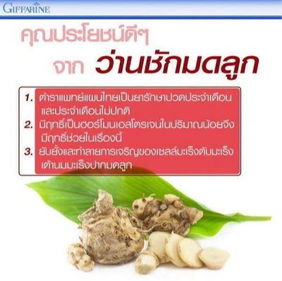 1 กิโลกรัม ว่านชักมดลูก (Temulawak) หัวสด ใช้ปลูกได้ ใช้ทานได้ (Curcuma comosa Roxb.) ชื่ออื่นๆ ว่า ว่านชักมดลูกตัวเมีย ว่านทรหด ว่านหำหด