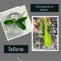 โปรแรง โปร4.4โจปิอาย ไม้เนื้อเยื่อ ไม้ Rare Philodendron Joepii (มีจำกัด)(พร้อมส่ง) เก็บเงินปลายทาง