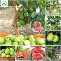 เมล็ดพันธุ์ ฝรั่ง Guava Seeds Fruit Plants Bonsai Tree Seeds for Planting พันธุ์ไม้หายาก ต้นผลไม้ บอนไซ ต้นไม้แคระ พันธุ์ไม้ผล ต้นไม้ประดับ พันธุ์ไม้ ต้นไม้ฟอกอากาศ ต้นพันธุ์ผลไม้ เมล็ดดอกไม้ เมล็ดพันธุ์พืช บรรจุ 100 เมล็ด เมล็ดพันธุ์แท้ 100% ปลูกง่าย