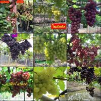 (1ต้น) ต้น องุ่น ต้นองุ่น แบบ กิ่งตอน และ แบบตอ Grape vine ไวท์มะละกา แบล็คโอปอร์ ไซมัสคัส ไวท์เฟรมซีดเรท รูดพอเรด บิวตี้ เฟลม คามีนัล / สมบัติ