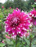 1 หัว/ออเดอร์ รักเร่ Dahlia Bulb สายพันธุ์ Englands Glory หัวรักเร่ ดอกไม้ หัวหน่อ เหง้า นำเข้า เนเธอร์แลน หัวสด