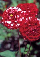 35 เมล็ด Plant Seeds เมล็ดพันธุ์ Dahlia Karma Choc สายพันธุ์ยุโรป ดอกรักเร่ นำเข้าจากอังกฤษ ดอกใหญ่ พร้อมคู่มือปลูก Dahlia Seeds