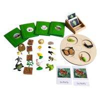 【LZ】▤  Montessori Biologia Materiais Life Cycle Learning Tools Borboleta/Sapo/Tartaruga/Frango Modelos e Cartões Equipamentos Educativos