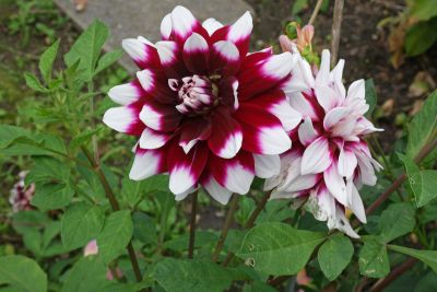 35 เมล็ด เมล็ดพันธุ์ Mystery Dahlia สายพันธุ์ยุโรป ดอกรักเร่ นำเข้าจากอังกฤษ ดอกใหญ่ พร้อมคู่มือปลูก Dahlia seed