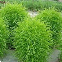 เมล็ดพันธุ์นำเข้าจากอังกฤษ เมล็ดพันธุ์ หญ้ากอเชีย Kochia scoparia burning bush 10 เมล็ด