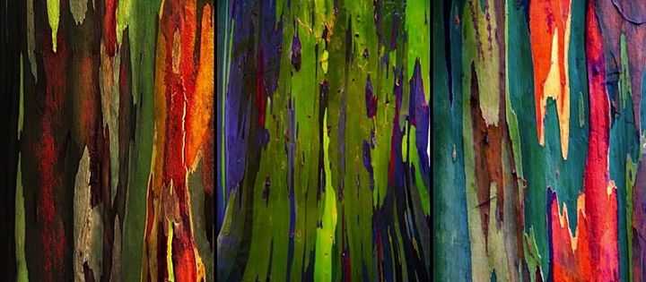 ขายส่ง-เมล็ดยูคาลิปตัสสีรุ้ง-rainbow-eucalyptus-ยูคาลิปตัสมินดาเนากัม-คามาราเร่-ต้นไม้สีรุ้ง-ต้นไม้แปลก-เมล็ดพันธุ์นำเข้า-ยูคาลิปตัส-1-ออนซ์