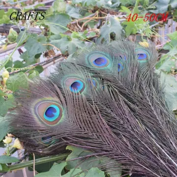 20 Pcs/Top Quality Natural Peacock Feathers For Crafts Party Decoration  25-32CM